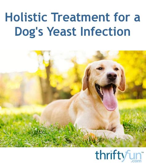Holistic Treatment For A Dogs Yeast Infection Thriftyfun