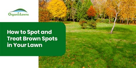 How To Spot And Treat Brown Spots In Your Lawn Organic Lawns