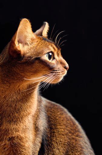 Cat Profile Picture Id452623595 337×509 With Images