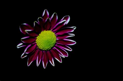 Flower On The Black Background Free Stock Photo Public Domain Pictures