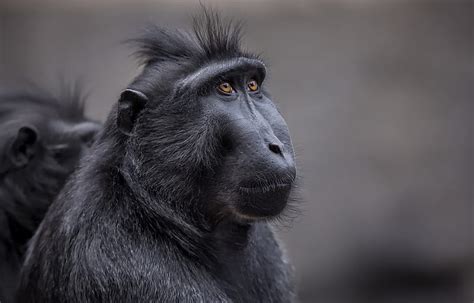 Animal Crested Black Macaque Monkey Wildlife Primate Celebes