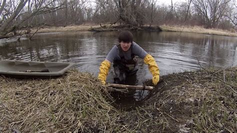 Beaver Trapping 330 Conibear Castor Mound Set Youtube