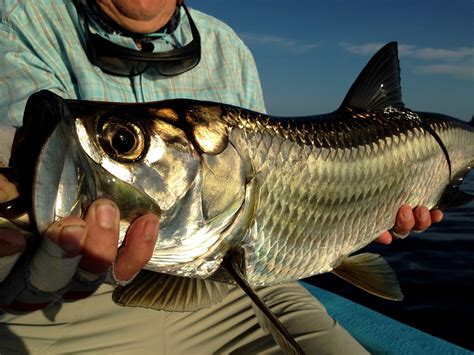 Fly Fishing For Tarpon A 101 Guide