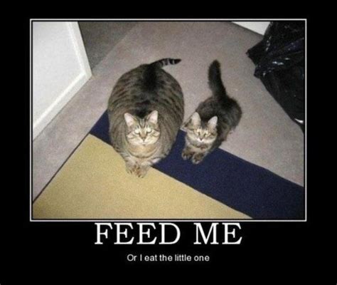 Animal Demotivational Pictures Here Are The Top 5 Funny Animal