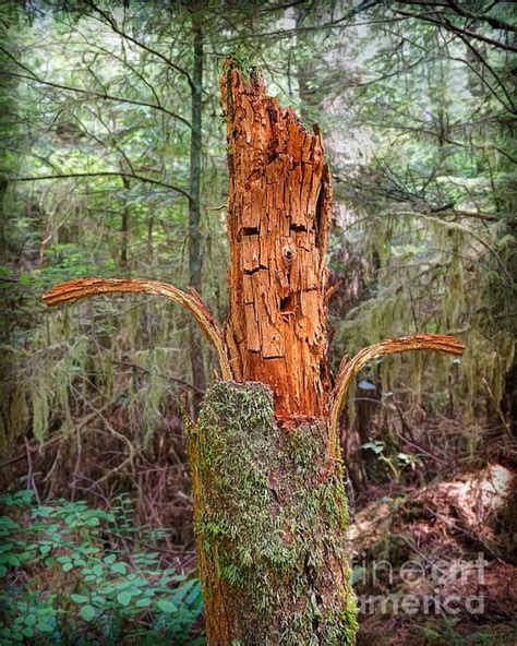 Woodman Of The Forest Face On A Deteriorating Tree Trunk In The