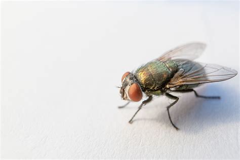 Close Up Photography Of Fly Hd Wallpaper Wallpaper Flare