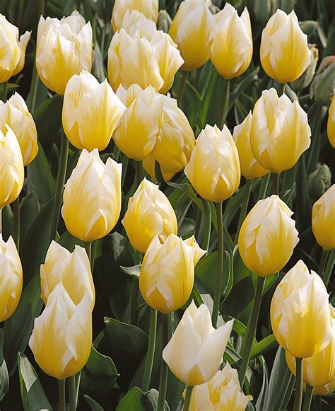 Tulip ‘sweetheart Garden Housecalls