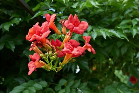 Trumpet Vines: How to Grow and Care for Hummingbird Vine | Florgeous