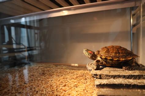 How Long Should A Turtle Basking Light Be On
