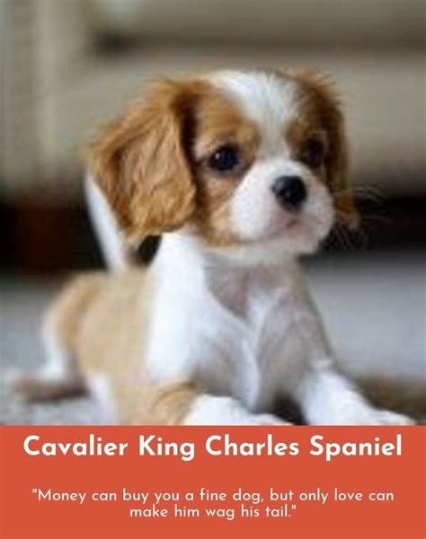 Pin On Cavalier King Charles Spaniel