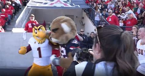 Sport News Arizona And Arizona States Mascots Fight On The Touchline While The Sun Trends Now