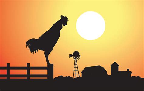 cock at morning sunrise stock illustration download image now istock
