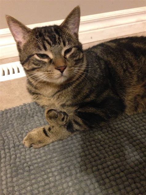 Chase Lost Male Cat Brown Tabby Shorthair London