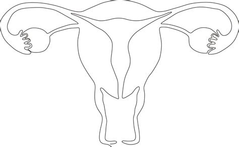 Dibujo De Arte De Línea Continua Del útero Reproductivo Femenino