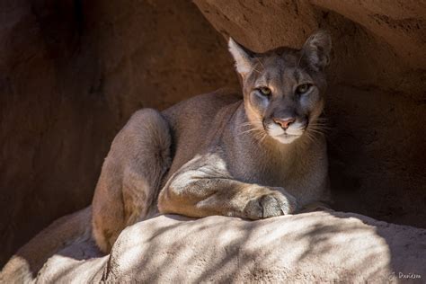 Cougar Full Hd Wallpaper And Background Image 2048x1365 Id398253