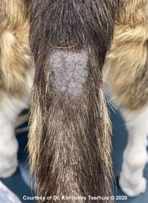 Stud Tail In Dogs Everything You Need To Know Kingsdale Animal Hospital