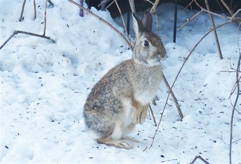 Here Comes Eastern Cottontail Oakland County Blog