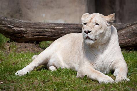 Wallpapers Hd White Lion Wallpaper Cave