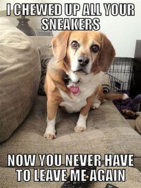 The 31 All Time Best Funny Puppy Pictures With Captions