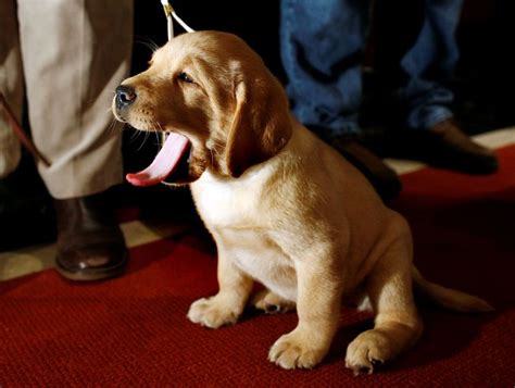 Labrador Retriever Remains Most Popular Breed In Us American Kennel