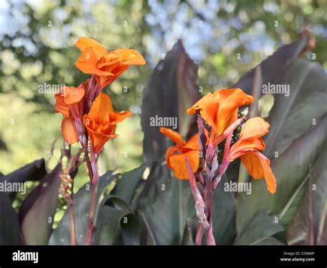 Canna Australia Canna Lily Stock Photo Alamy