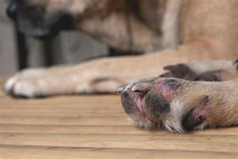 Foot Or Toe Cancer In Dogs Signs Causes Diagnosis Treatment