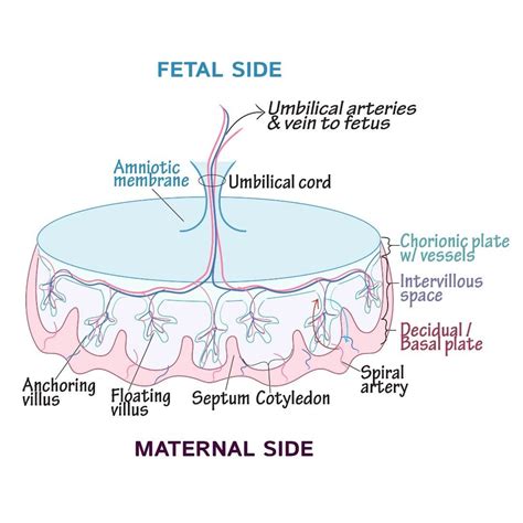 Courseembryologyglossarydevelopmental