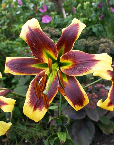 Robert Swanson Orienpet Lily 5 Bulbs Bloomingbulb