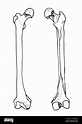 Huesos del fémur humano, ilustración vectorial dibujada a mano aislada ...