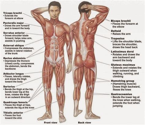 Posted on june 1, 2016 by admin. Human Organ Diagram Back and Front View - 101 Diagrams