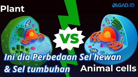 Perbedaan Sel Hewan Dan Sel Tumbuhan Berikut Penjelasannya