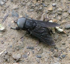 Huge Black Fly Tabanus Atratus Bugguidenet