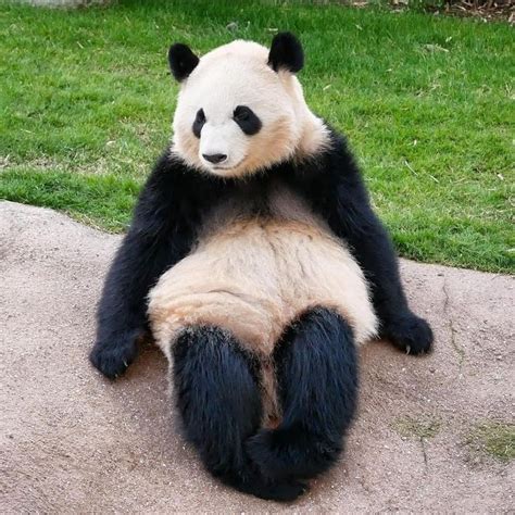 So Elegant Sitting 🥰 Panda Cute Baby Animals Panda Art