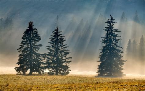 Photography Nature Landscape Pine Trees Morning Sunlight Mist