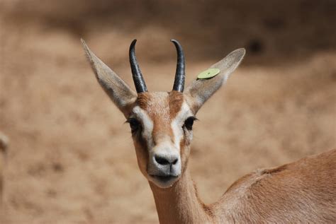 Saharan Dorcas Gazelle at Barcelona, 30/05/11 - ZooChat