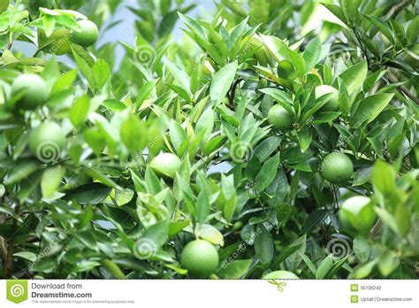 Green Orange Fruit Stock Photo Image Of Tree Agriculture 35106242