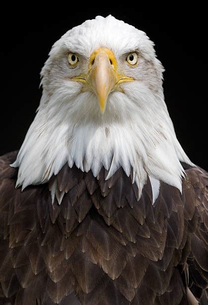 Eagle Black Background Stock Photos Pictures And Royalty Free Images