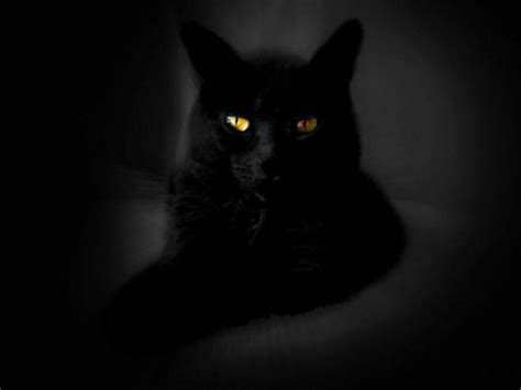 Free Download Black Cat Wallpaper High Quality Black Cat Wallpapers X For Your Desktop