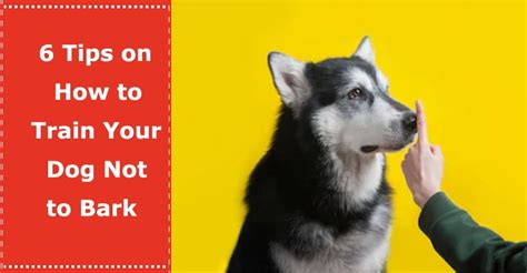 6 Tips On How To Train Your Dog Not To Bark Petxu