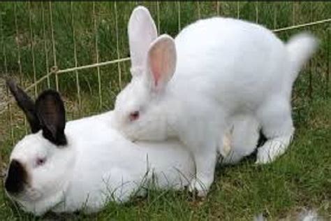 Apareamiento De Conejos Como Se Reproducen Y Cuantas Veces
