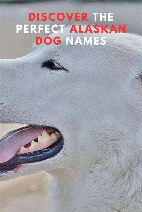 100 Discover The Perfect Alaskan Dog Names Unique Ideas For Your