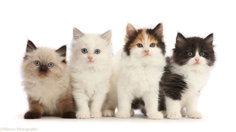 Four Persian X Ragdoll Kittens 7 Weeks Old Photo Wp49138