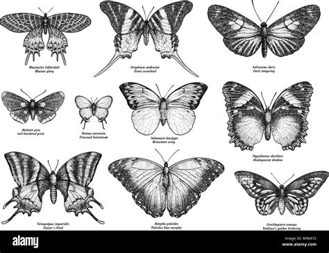 Tropical Butterfly Collection Illustration Drawing Engraving Ink
