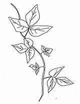 Ivy Poison Coloring Drawing Plant Vine Sketch Leaves Template Tattoo Edera Disegno Leaf Printable Drawings растения Clipart Border Getdrawings Plants sketch template
