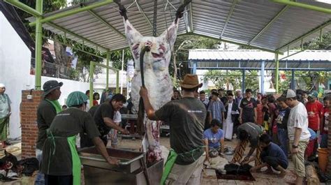 Pemotongan Sapi Kurban Di Aceh Dinilai Tidak Manusiawi Disorot Australia