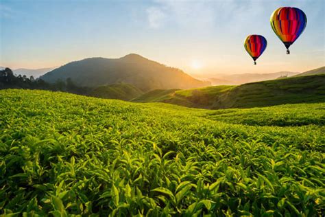The cameron highlands are one of malaysia's oldest tourist destinations, welcoming visitors since the 1930s looking to escape the sticky humidity of kuala lumpur. 12 Updated Things To Do In Cameron Highlands (With Photos ...