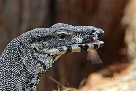 Lace Monitor Lizard Flicking Its Tongue Photograph By Gerry Pearce