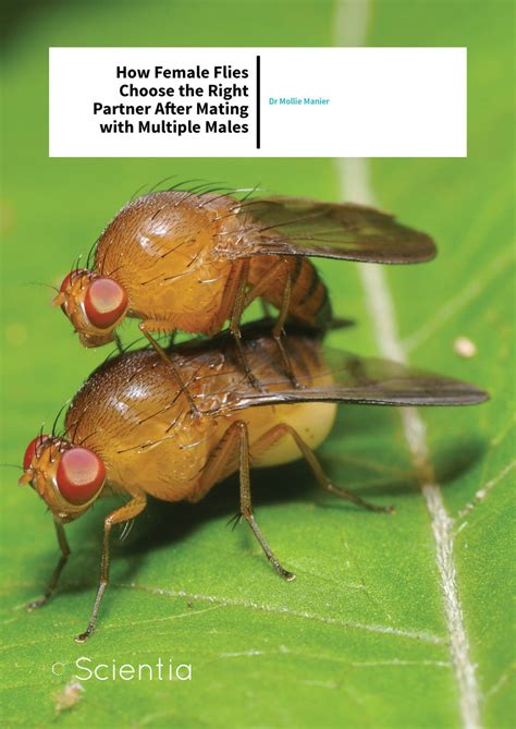 Dr Mollie Manier How Female Flies Choose The Right Partner After Mating With Multiple Males