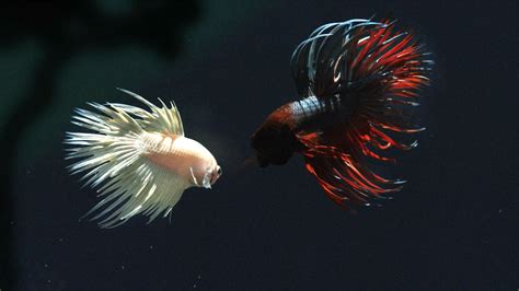 Betta Siamese Fighting Fish Underwater Tropical Psychedelic Wallpaper