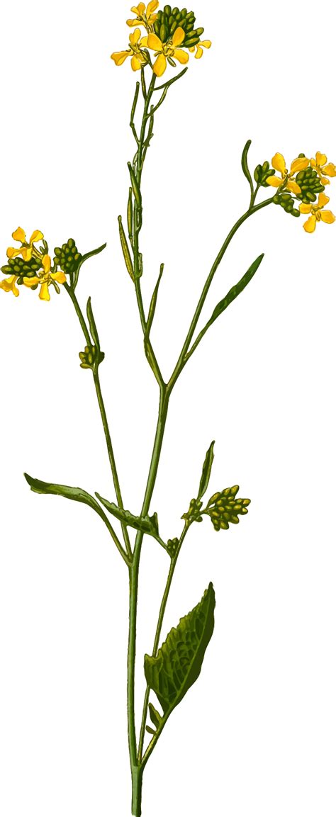 Black Mustard Detailed Mustard Plant Mustard Flowers Flower